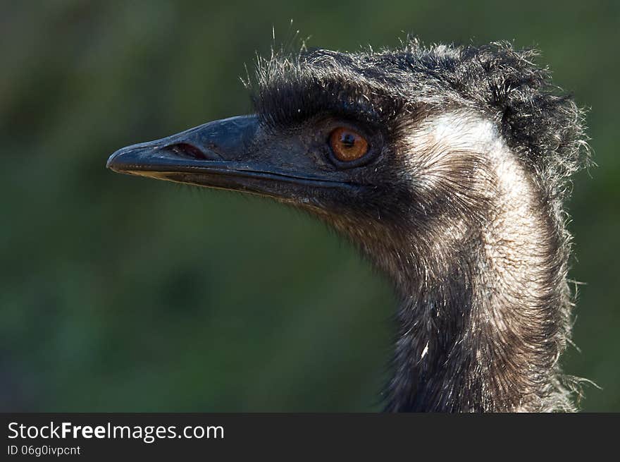 A closeup of the head of an emu