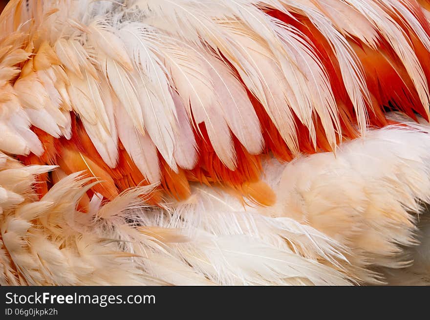 A closeup of feathers of a bird. (Flamingo)