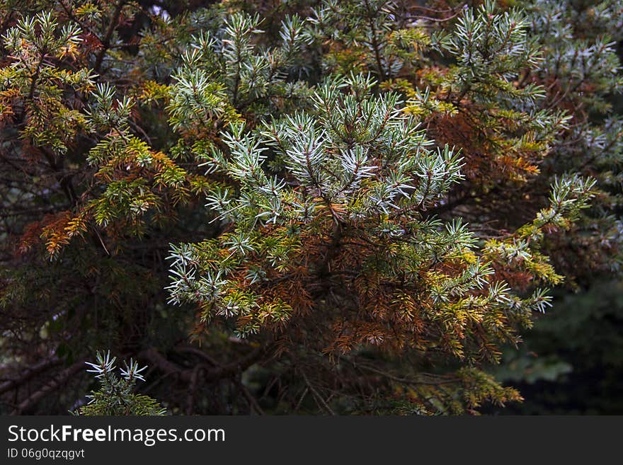 Coniferous juniper bushes