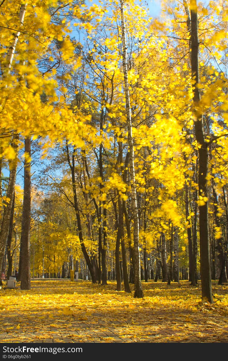 Maple trees with yellow leaves in autumn city park. Maple trees with yellow leaves in autumn city park