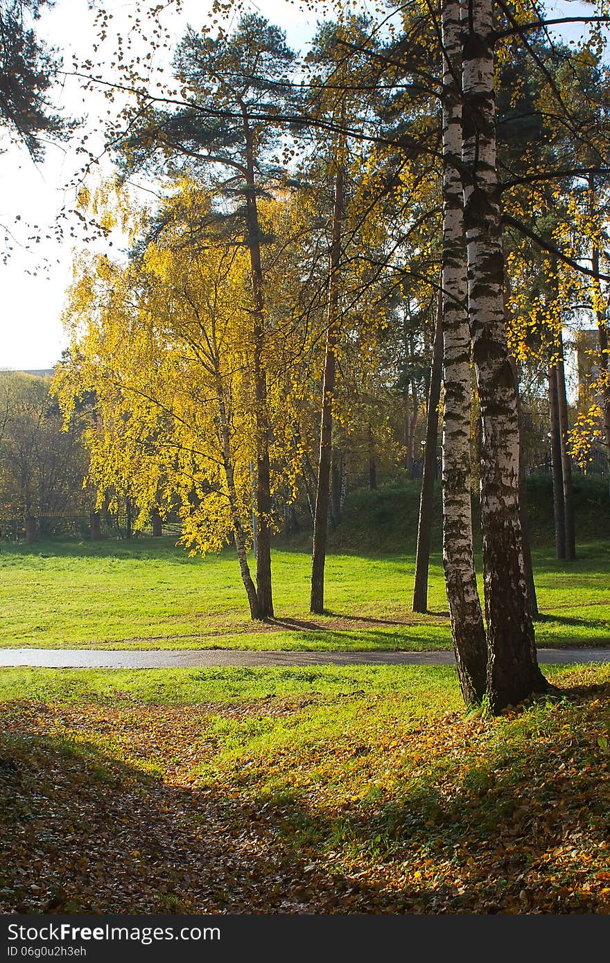 Maple trees with yellow leaves in autumn city park. Maple trees with yellow leaves in autumn city park