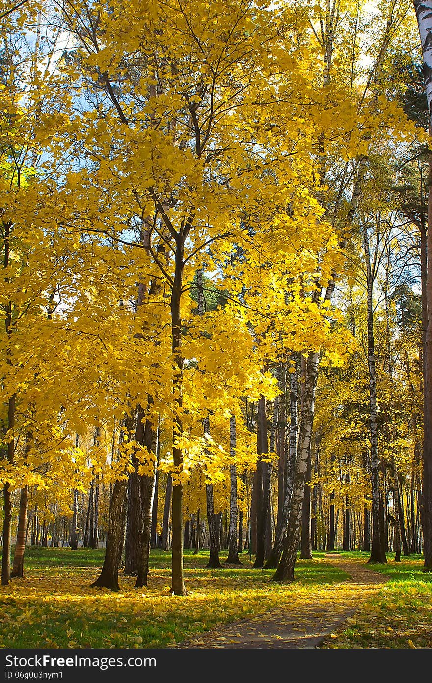 Maple trees with yellow leaves in autumn city park. Maple trees with yellow leaves in autumn city park