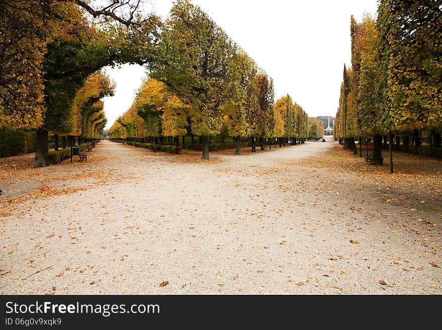 Aesthetically trimmed trees in the castle garden in vienna. Aesthetically trimmed trees in the castle garden in vienna