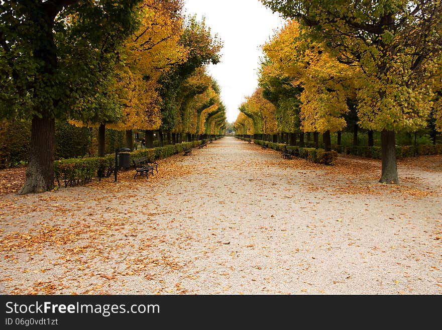 Aesthetically trimmed trees in the castle garden in vienna. Aesthetically trimmed trees in the castle garden in vienna