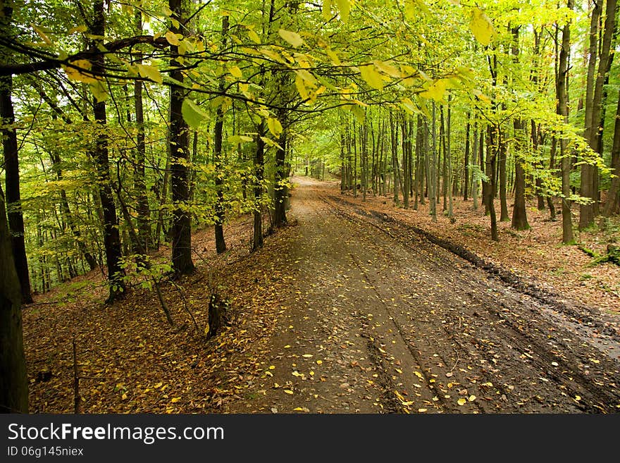 Rutted road in a leafy forest. Rutted road in a leafy forest