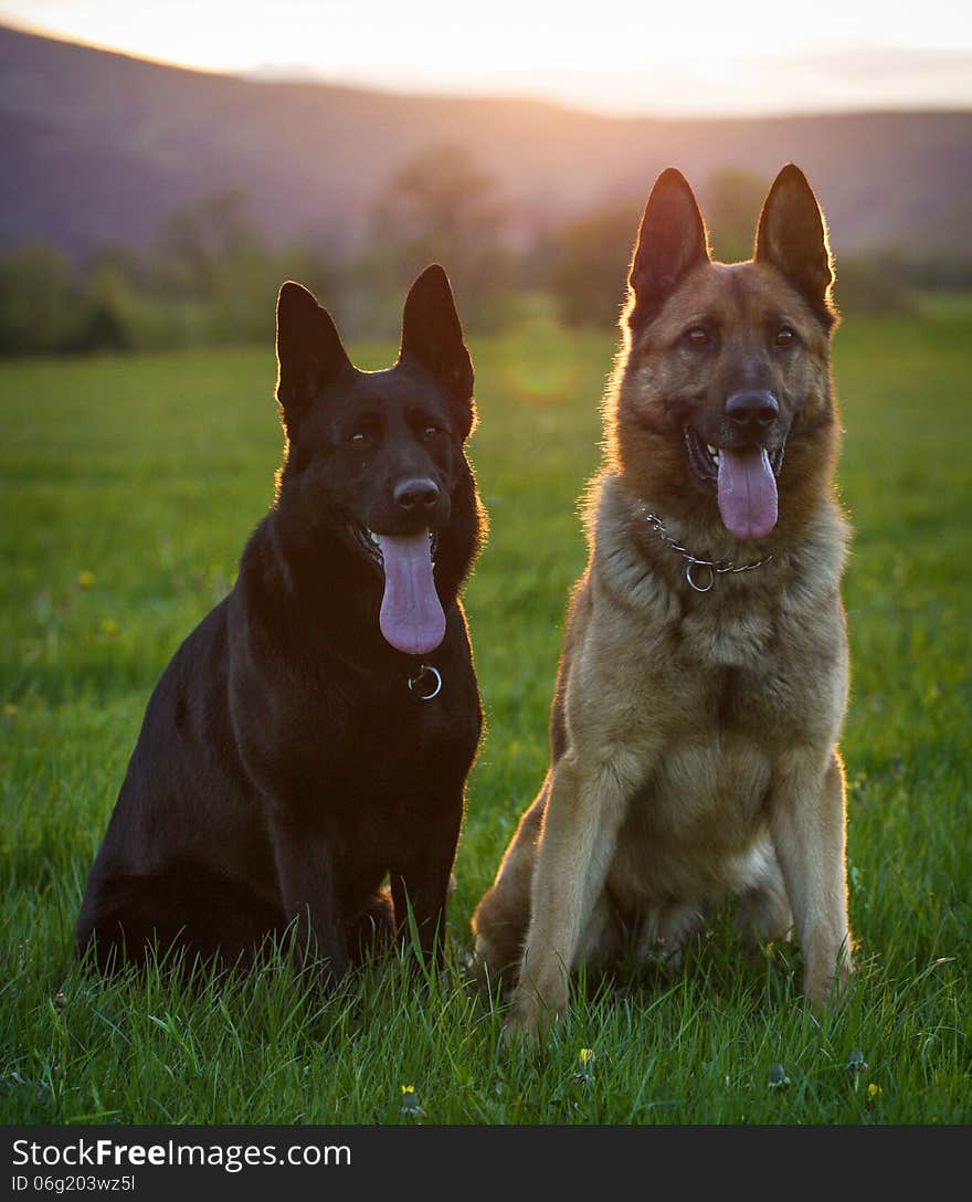 Two German Shepherds