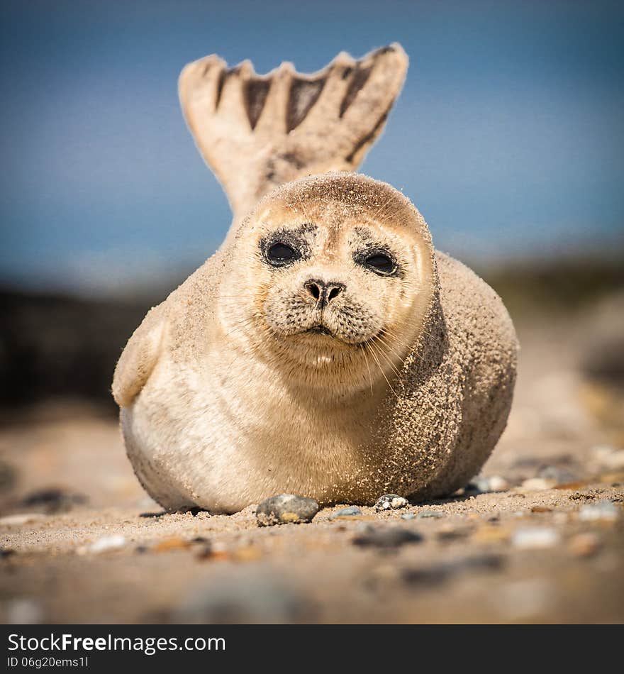 California Sea Lion On Beach