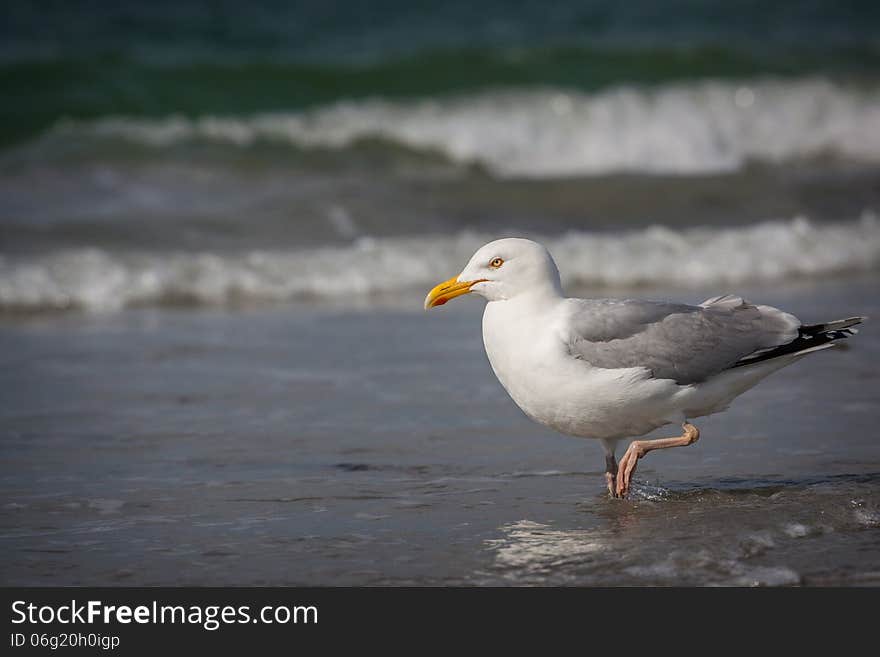 White bird seagull on the ocean.