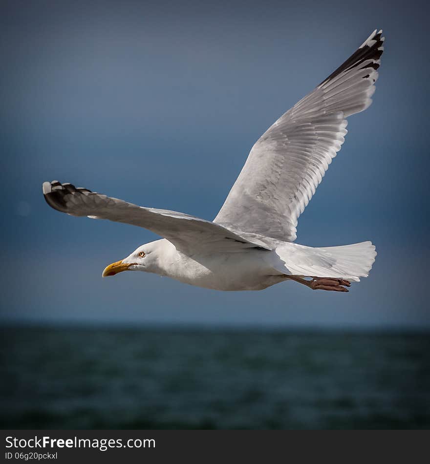 White bird seagull on the ocean.