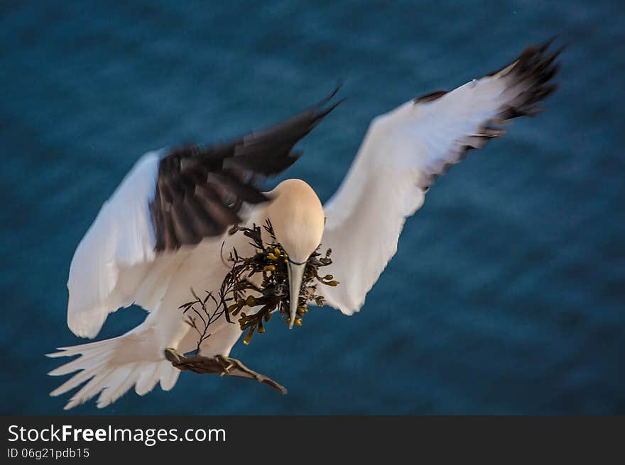 Northern gannet in flight.