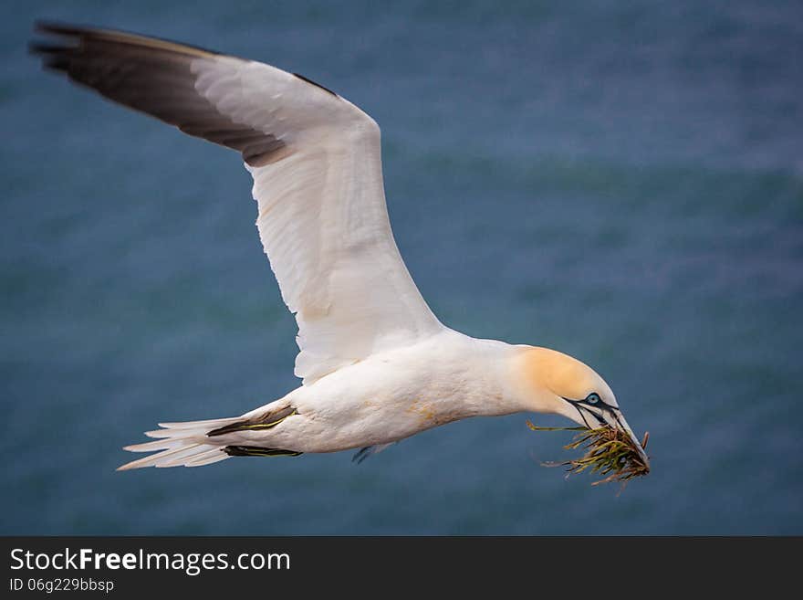 Northern gannet in flight.