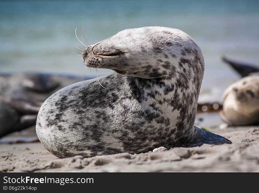 California Sea Lion On Beach