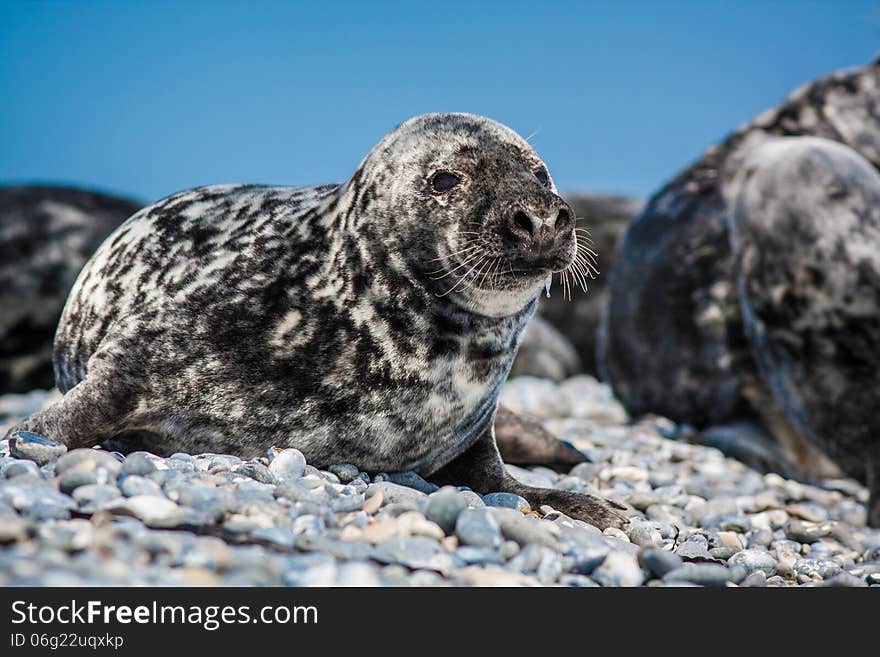 California Sea Lion on beach in morning