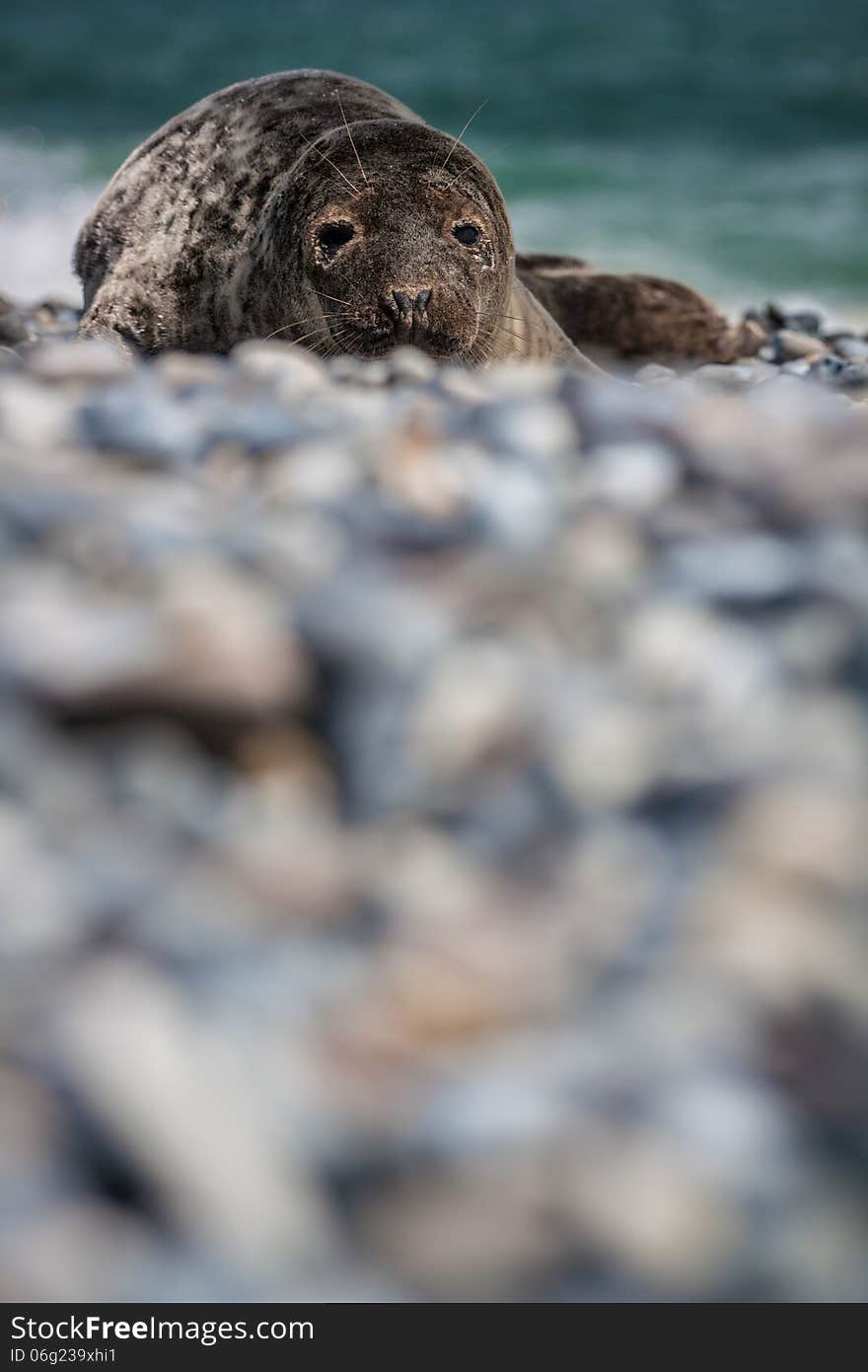 Grey seal (halichoerus grypus) on the beach. Grey seal (halichoerus grypus) on the beach