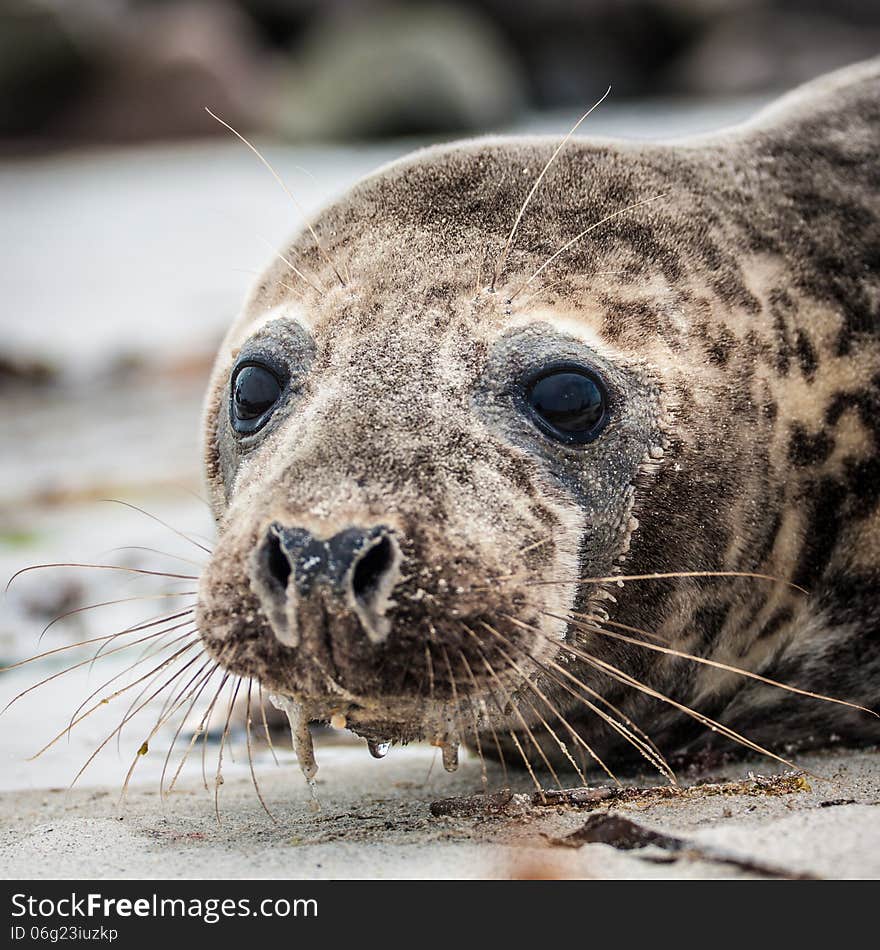 Grey seal (halichoerus grypus) on the beach. Grey seal (halichoerus grypus) on the beach