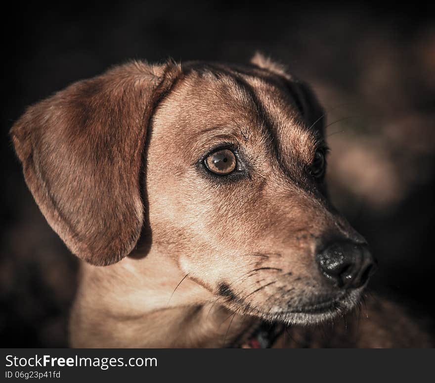 Dog portrait in the forest