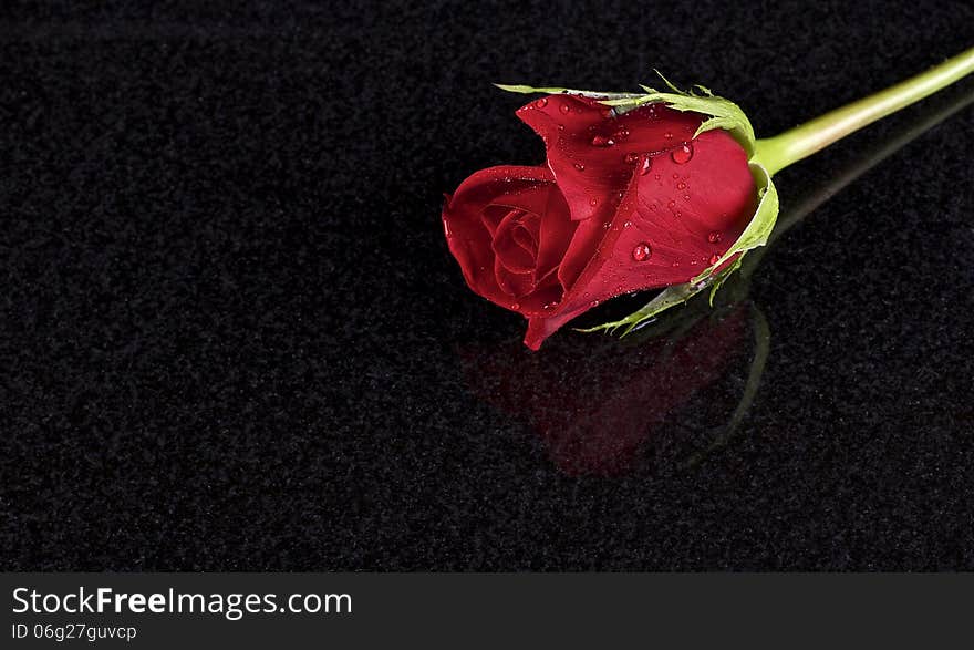 One red rose on ceramic black background