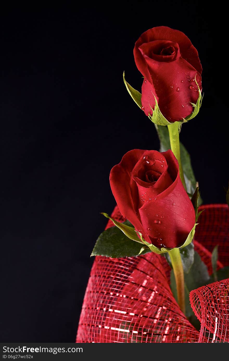 Two red roses and decorative red ribbon on black background