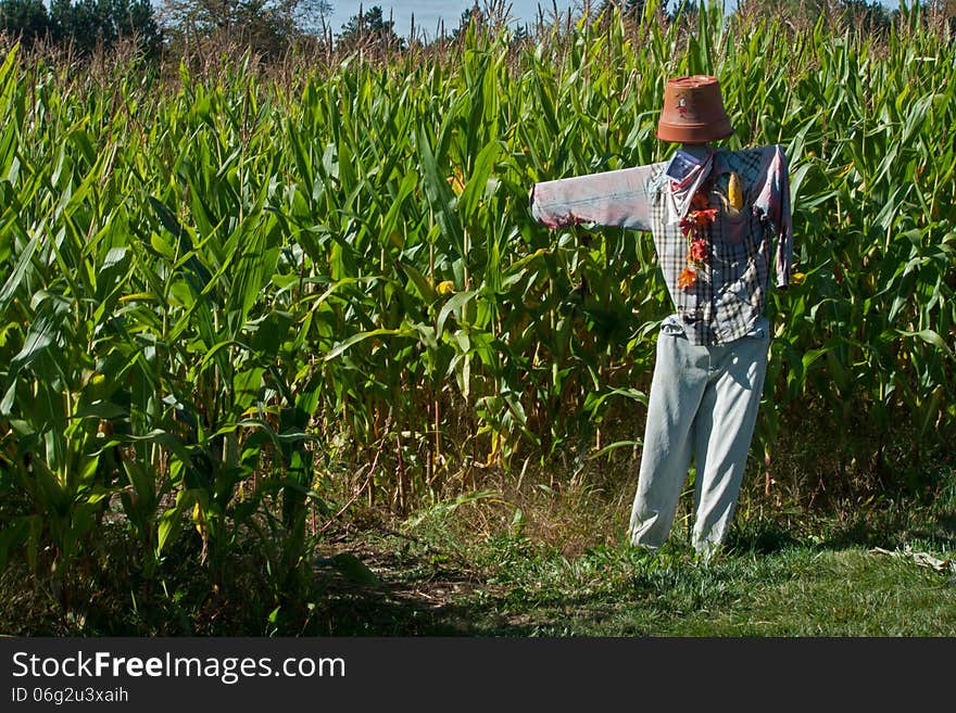 Funny looking scarecrow pointing the way to the corn maze