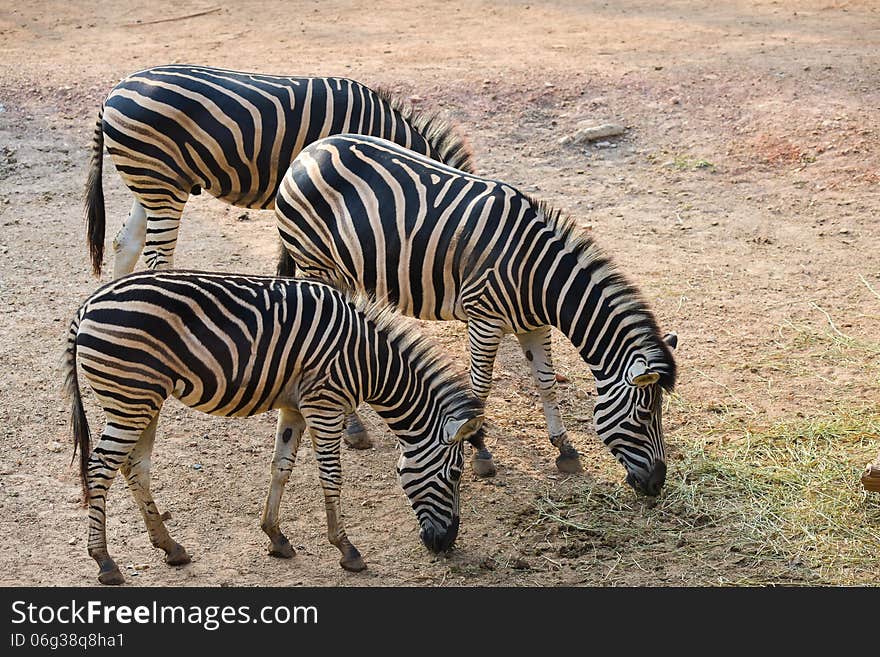 Zebra herd was eating grass for dinner.