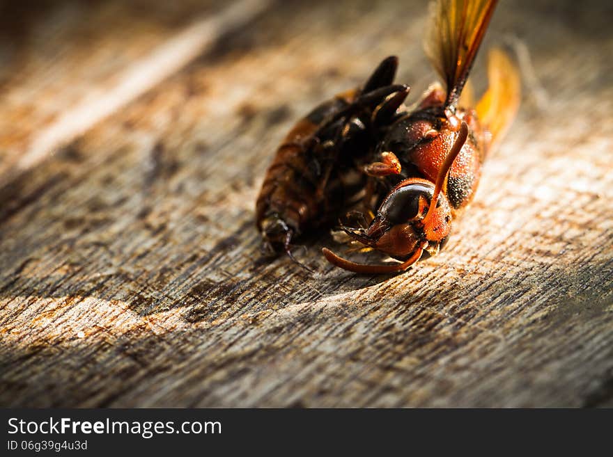 Close up of dead wasp on wooden