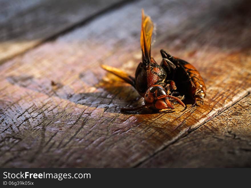 Close up of dead wasp on wooden