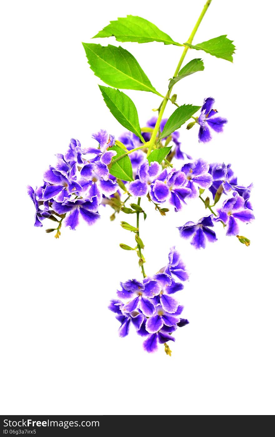 Duranta, Pigeon berry on white background