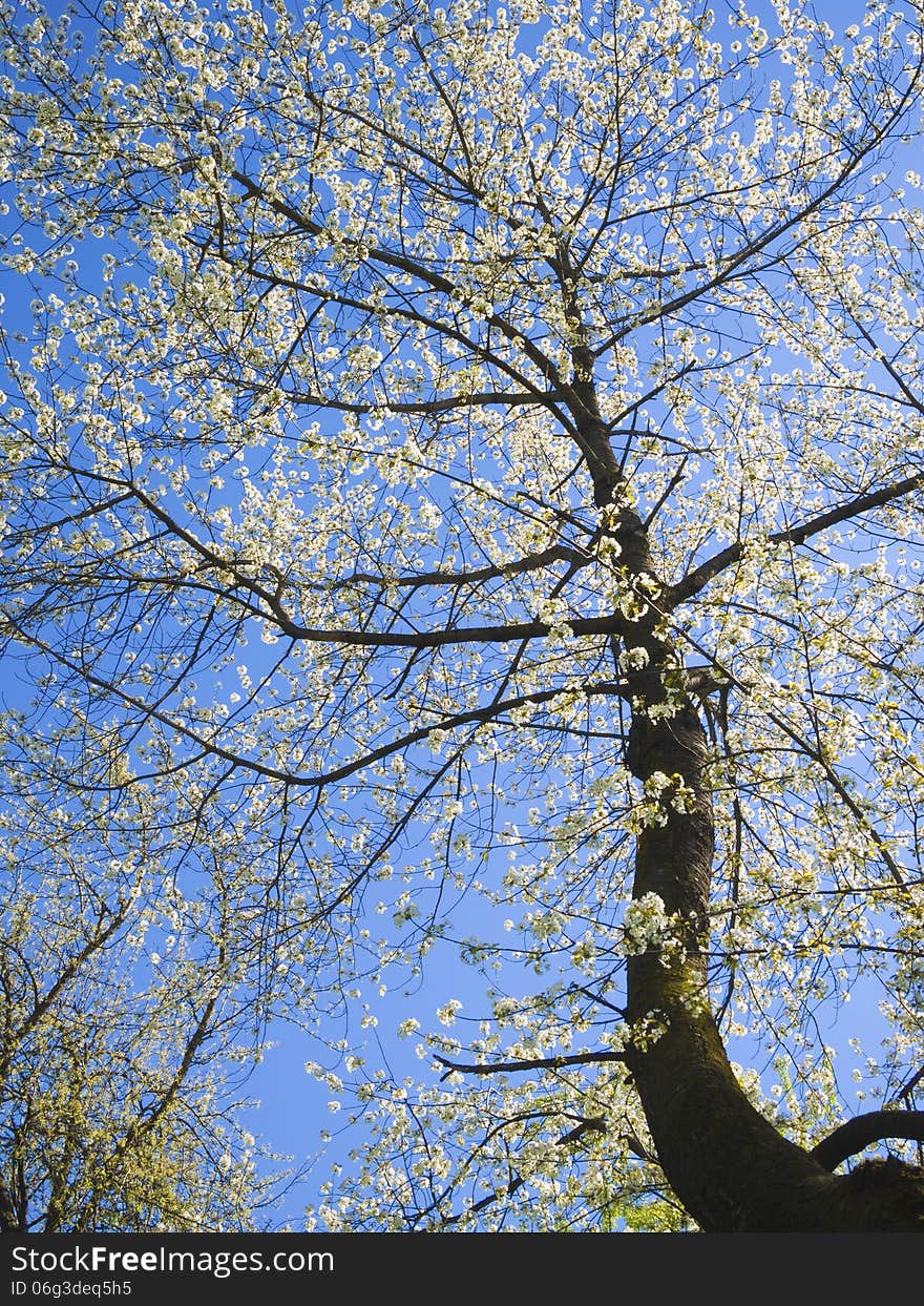 Cherry Tree Vertical