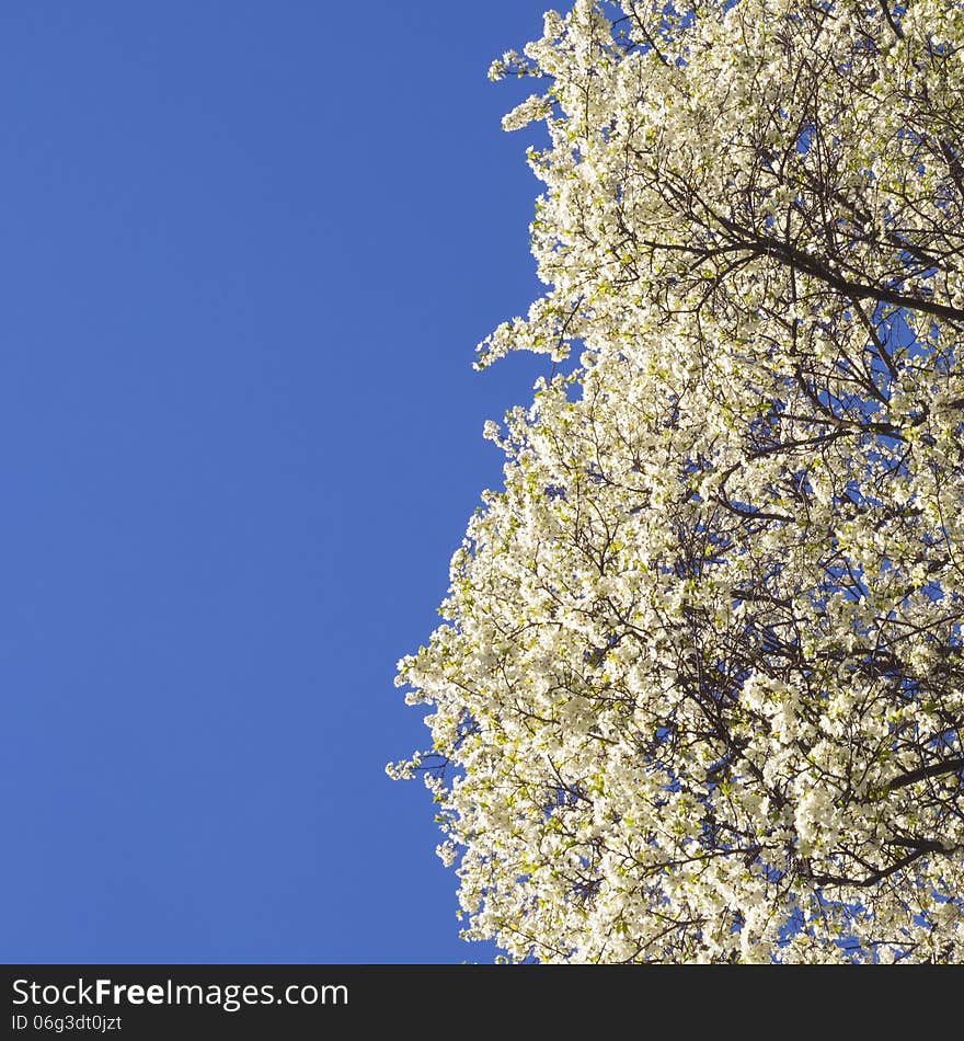 Springtime sky