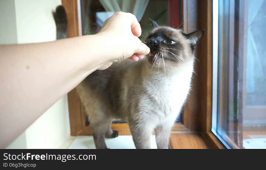 Siamese hungry cat taken food treat