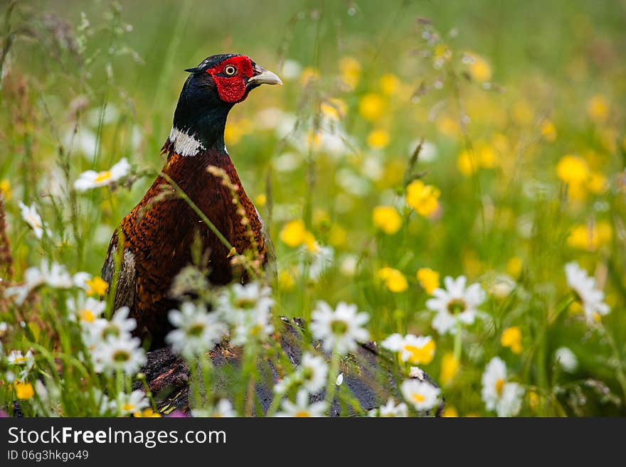 Common pheasant, Phasianus colchicus, single male on log