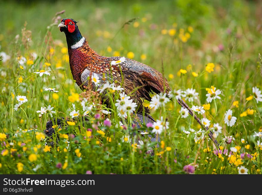 Common pheasant, Phasianus colchicus, single male on log