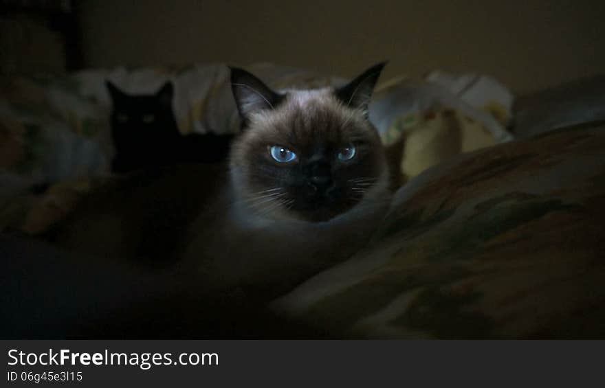 Two cats in bed spotted with a flashlight