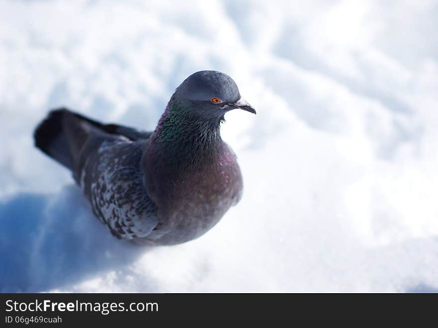 Pigeon in the snow on the road. Pigeon in the snow on the road