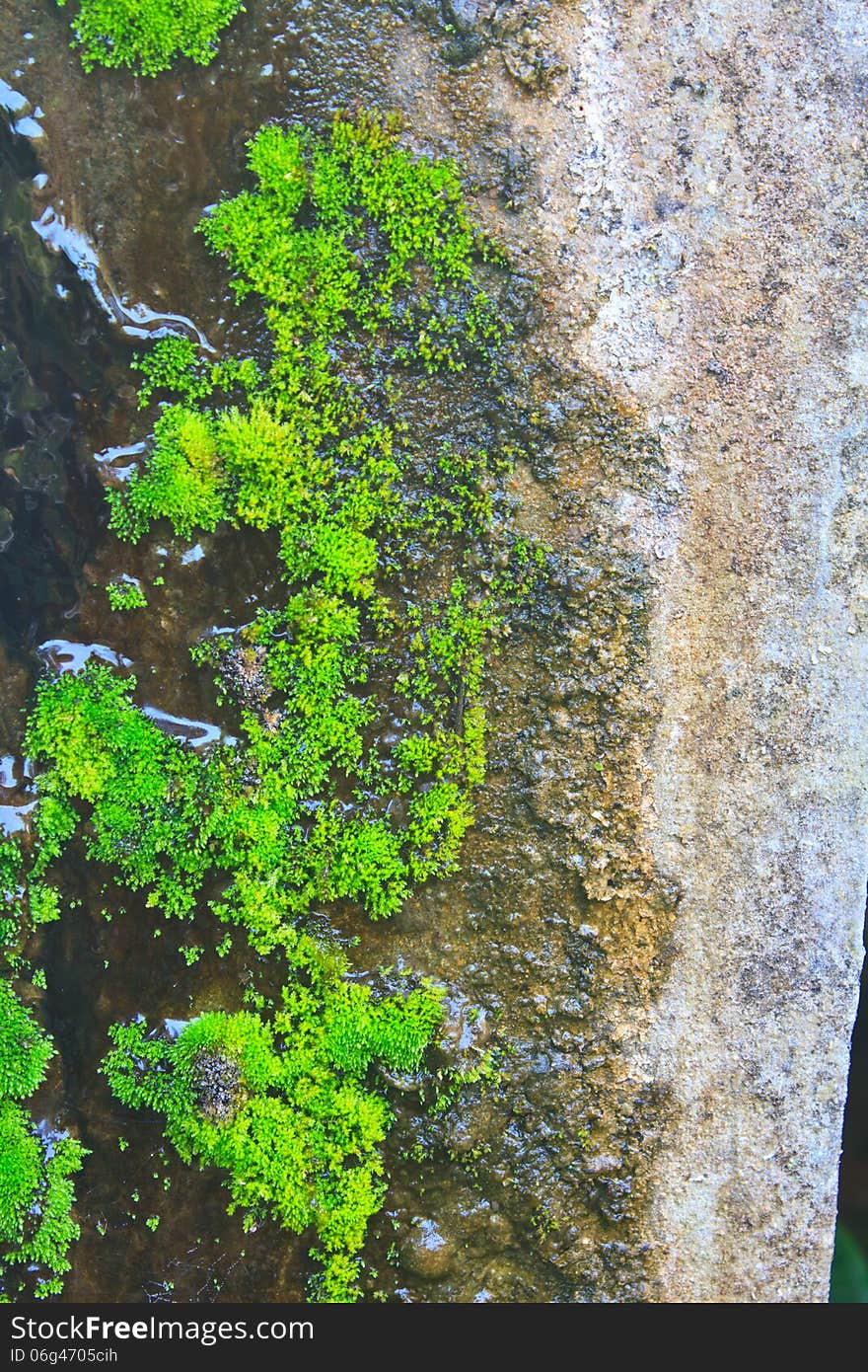 Old wall with moss and various stains, close up