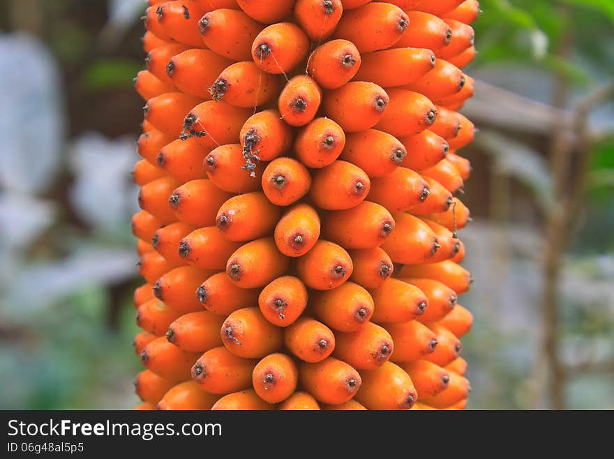 Flora in Thailand, fruit of Amorphophallus campanulatus in forest of Thailand