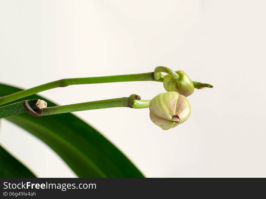 Flower s buds.