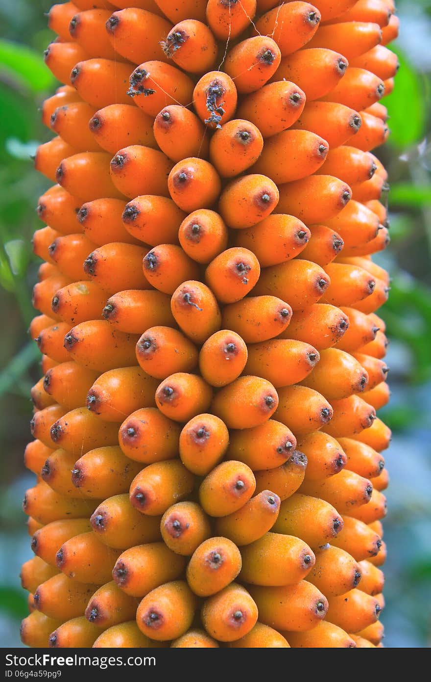 Flora in Thailand, fruit of Amorphophallus campanulatus in forest of Thailand