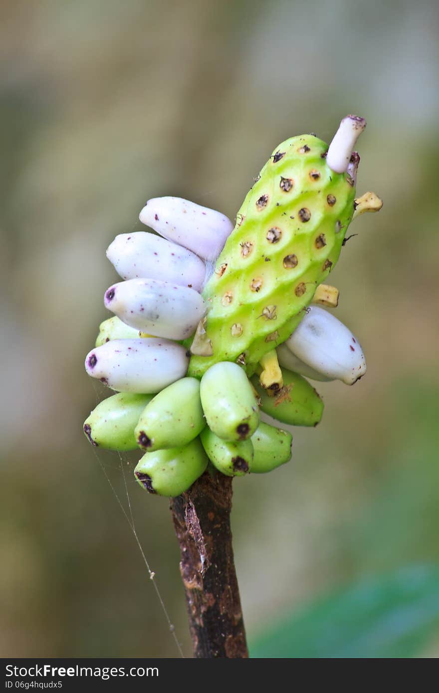 Flora in Thailand, fruit of Amorphophallus campanulatus in forest of Thailand