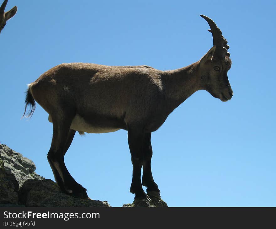 Young Alpine ibex. Alpine ibex is a species of wild goat that lives in the mountains of the European Alps . It is also known as steinbock. Young Alpine ibex. Alpine ibex is a species of wild goat that lives in the mountains of the European Alps . It is also known as steinbock.