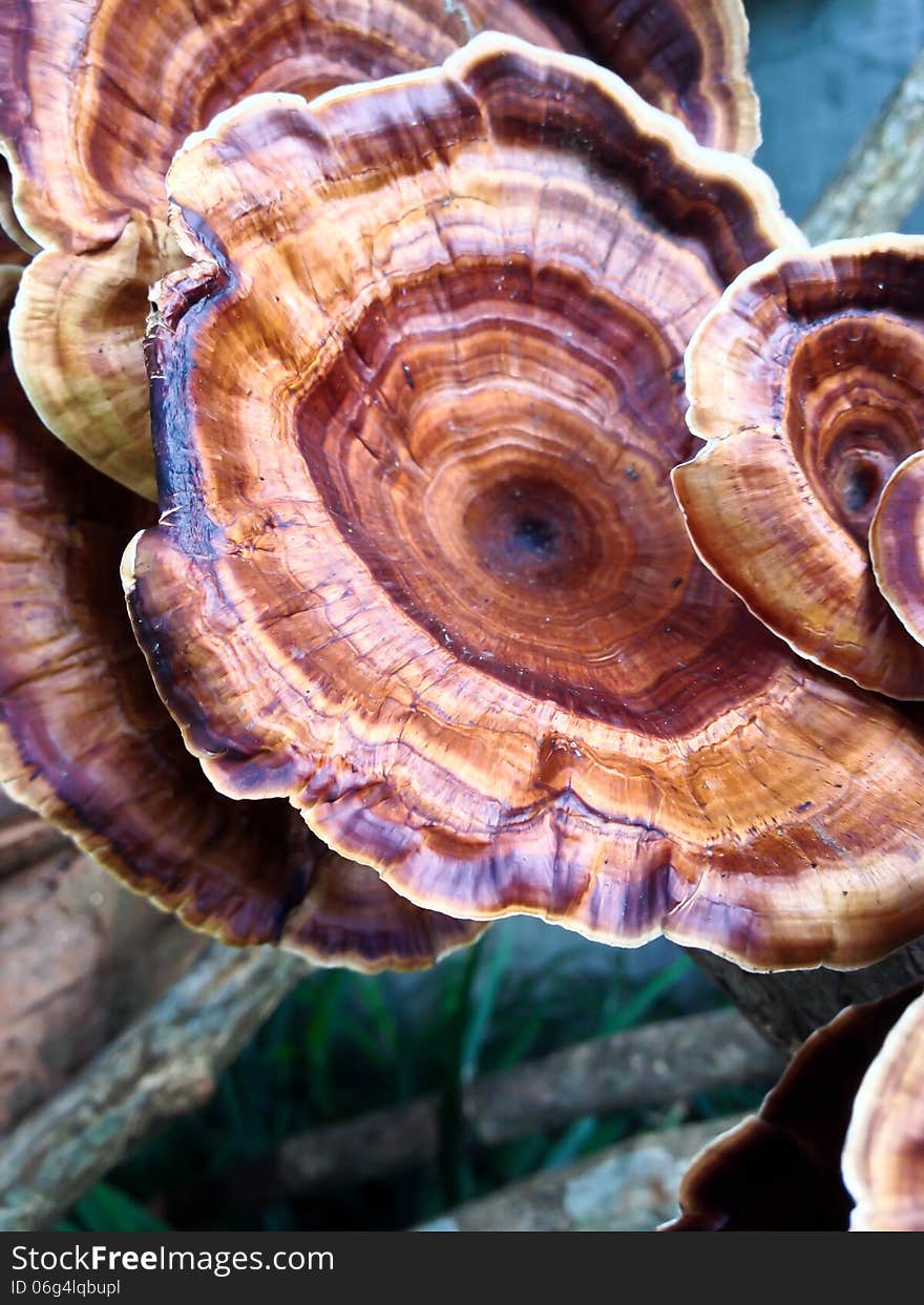 Moshroom: Microporus xanthopus growth on wood