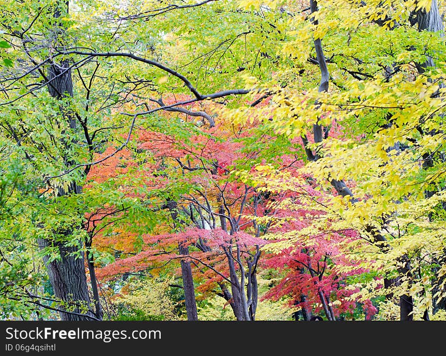 Colorful japanese maple leaf in autumn season