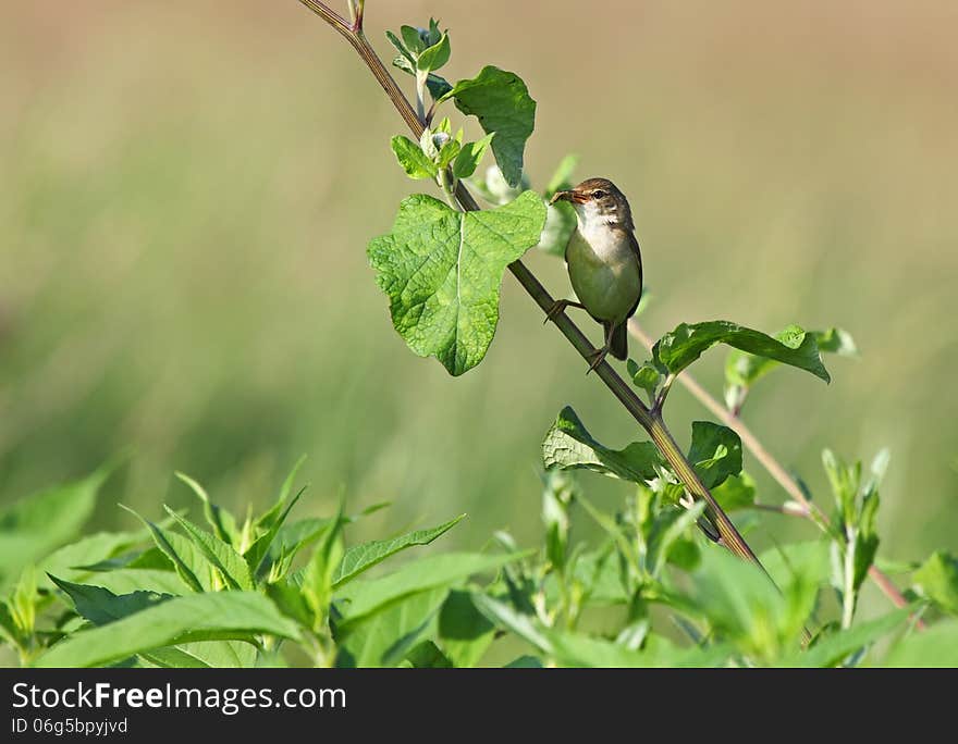 The Common Whitethroat