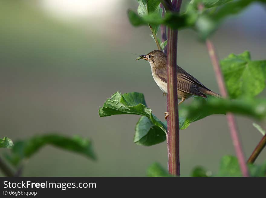 The Common Whitethroat