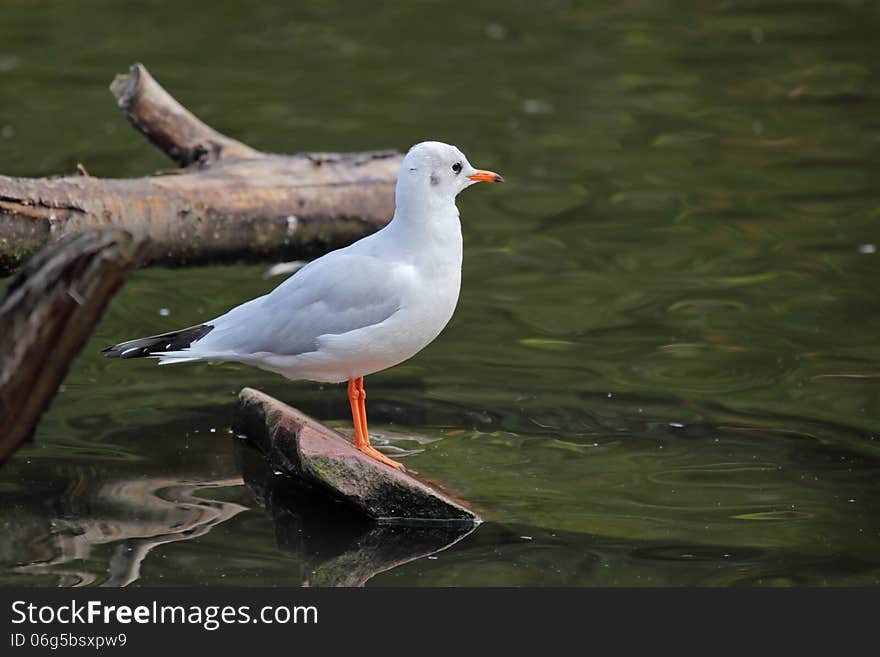 The Black-headed Gull (Chroicocephalus ridibundus) is a small gull which breeds in much of Europe and Asia, and also in coastal eastern Canada.