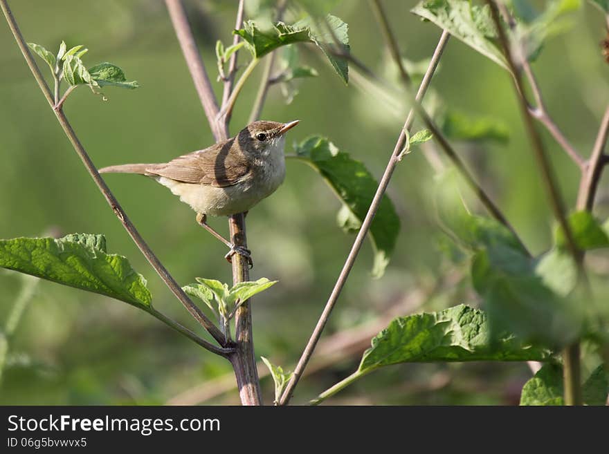 The Common Whitethroat is a common and widespread typical warbler which breeds throughout Europe and across much of temperate western Asia.