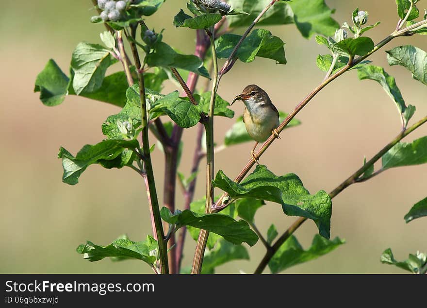 The Common Whitethroat is a common and widespread typical warbler which breeds throughout Europe and across much of