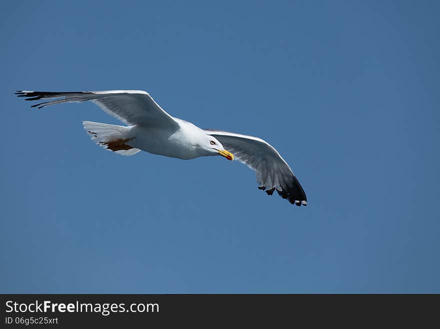 The Great Black-backed Gull