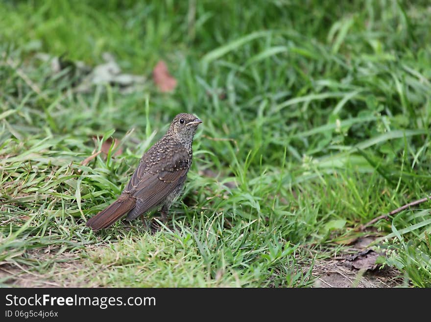 Luscinia is a genus of smallish passerine birds, containing the nightingales and relatives. Formerly classed as members of the thrush family Turdidae, they are now considered to be Old World flycatchers (Muscicapidae) of the chat subfamily (Saxicolinae). Luscinia is a genus of smallish passerine birds, containing the nightingales and relatives. Formerly classed as members of the thrush family Turdidae, they are now considered to be Old World flycatchers (Muscicapidae) of the chat subfamily (Saxicolinae).