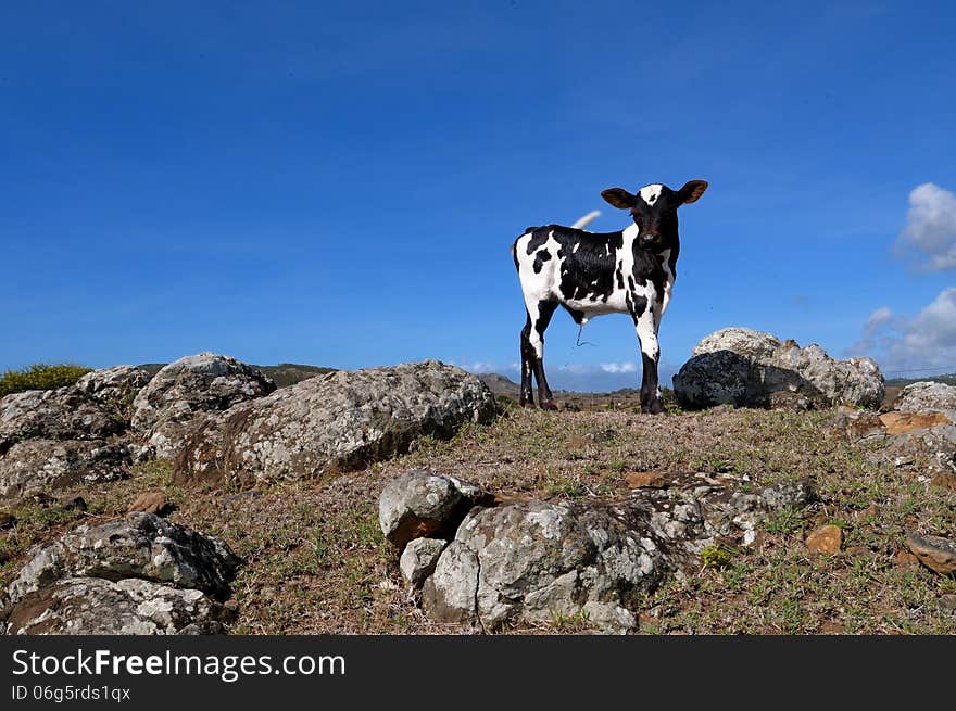 New Born calf on Rodrigues Island. New Born calf on Rodrigues Island